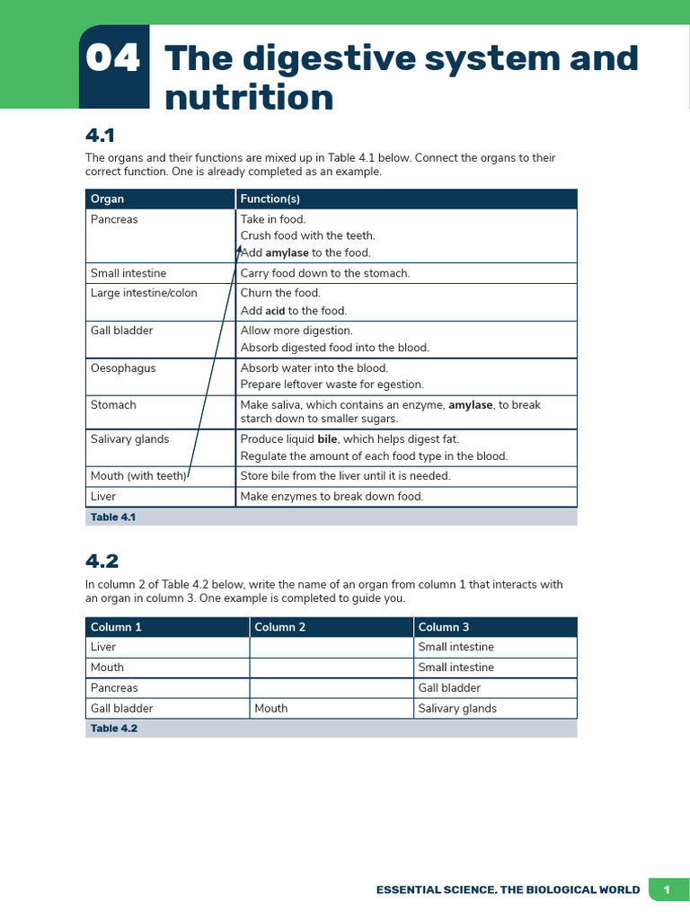 Digestive System Functions and Nutrition | PDF | Digestion | Human ...
