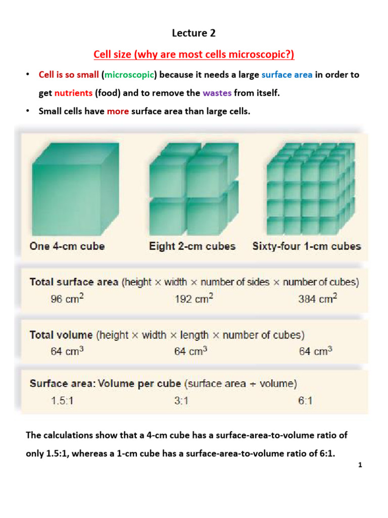 Importance of Cell Size and Structure | PDF | Cytoplasm | Cell (Biology)