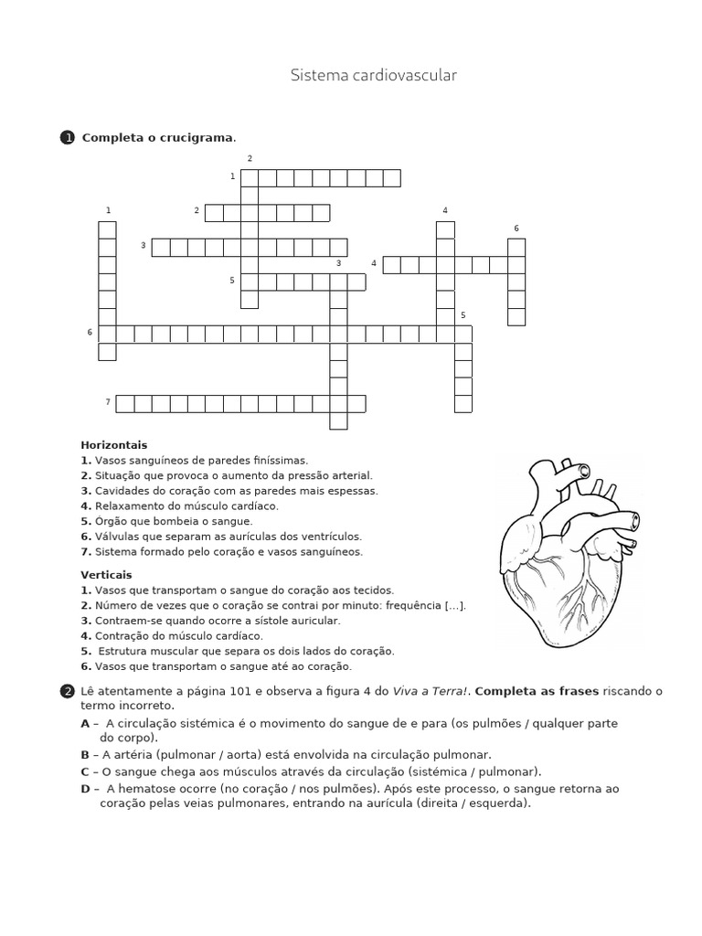 Exercícios sobre o Sistema Cardiovascular | PDF | Coração | Sistema ...