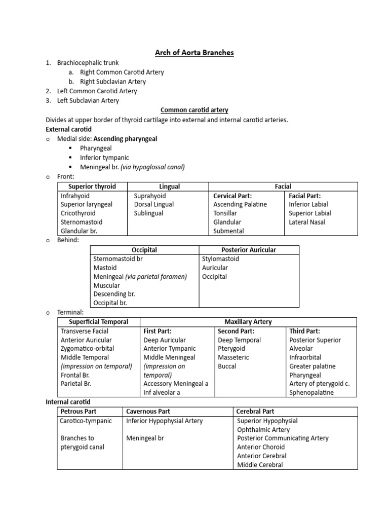 Aorta Branches and Their Functions | PDF | Common Carotid Artery | Aorta