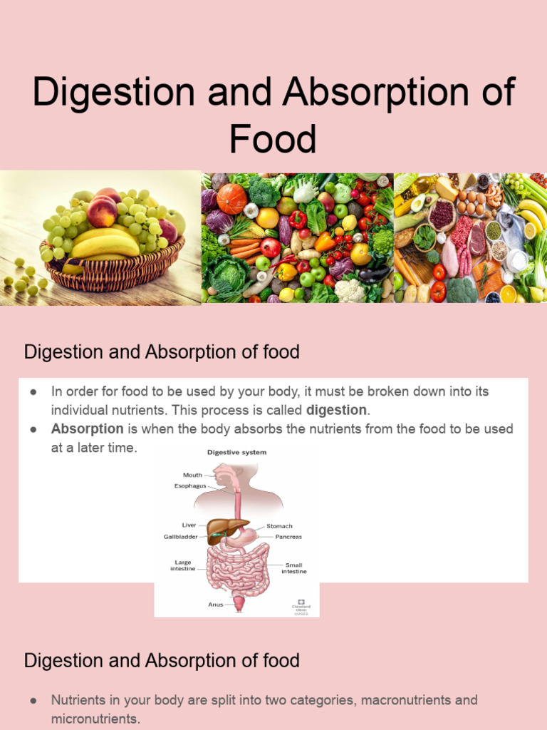Food Digestion and Nutrient Absorption | PDF | Digestion | Small Intestine