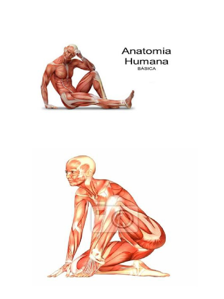 CADERNO DE ATIVIDADE ANATOMIA HUMANA (1) - Compactado | PDF