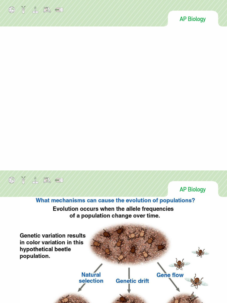 Chapter23 The Evolution of Population | PDF