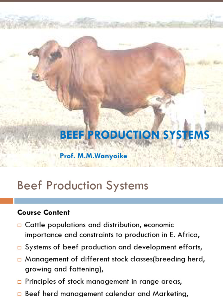 Beef Production Systems in East Africa | PDF | Beef | Cattle