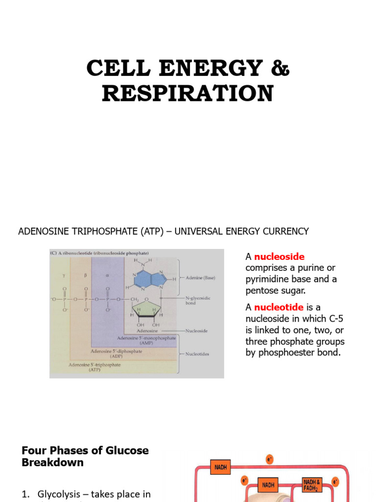 25-26 Cellular Respiration PPT for BIO 111 | PDF | Adenosine ...