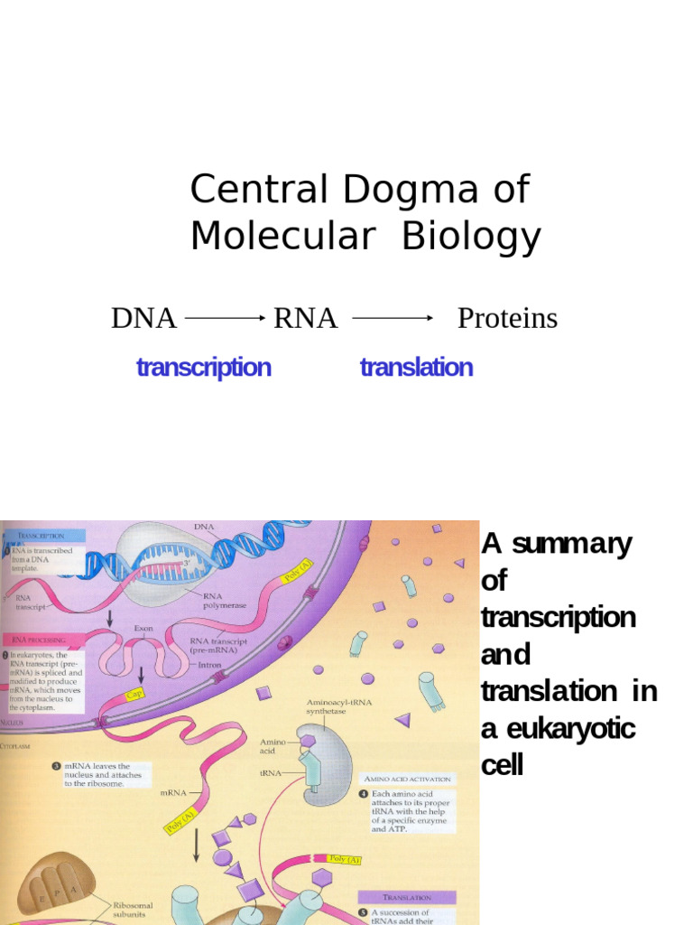 25-26 BIO 111. Central Dogma of Molecular Biology | PDF | Translation ...