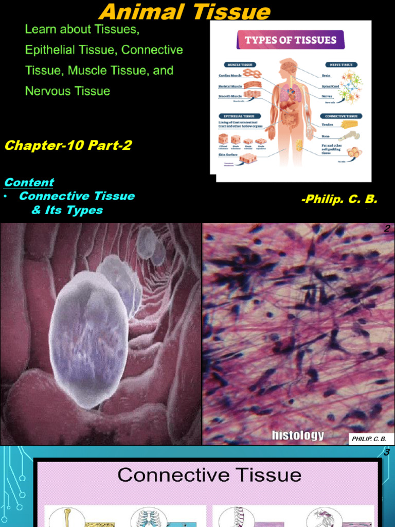 FYJC Ch-10 L-2 Animal Tissue | PDF | Connective Tissue | Tendon