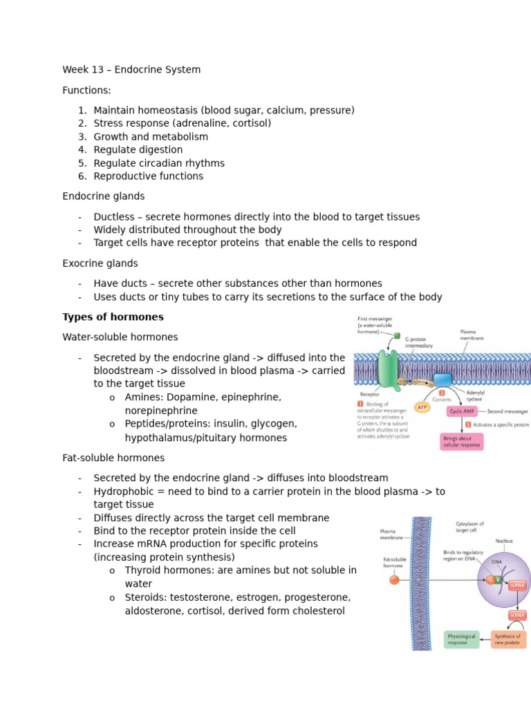 Endocrine System Functions and Glands | PDF | Adrenal Gland | Endocrine ...