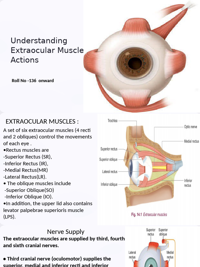 Extraocular Muscle Functions Explained | PDF | Face | Human Eye