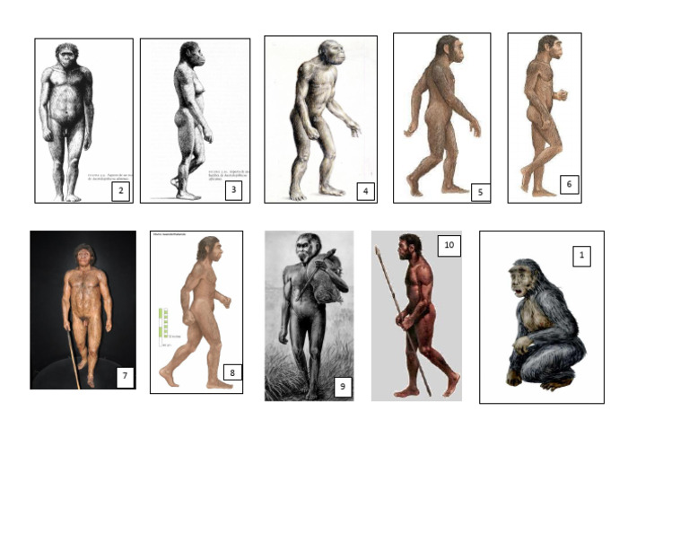 Hominid Os | PDF