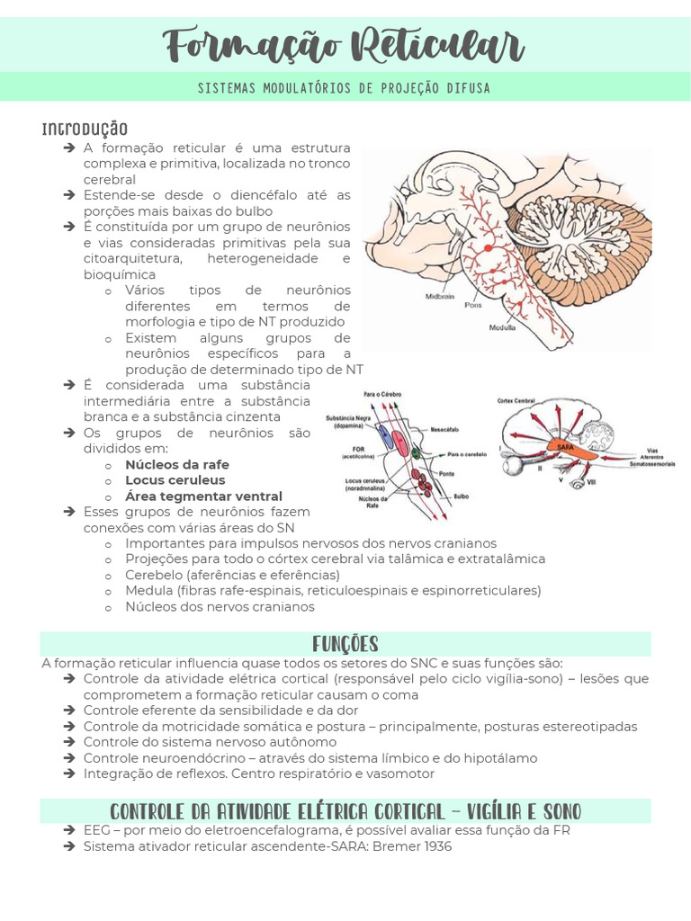 Formação Reticular: Funções e Controle SNC | PDF | Dormir | Neurociência
