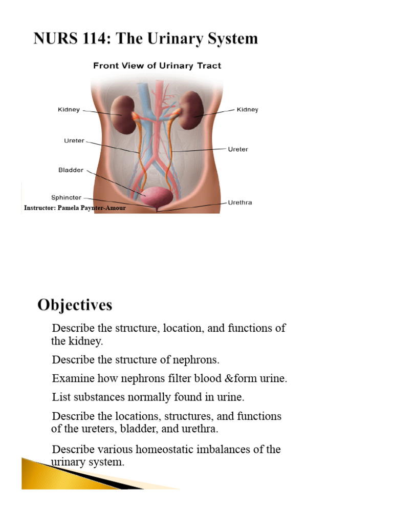 NURS 114 - The Urinary System Part B | PDF | Urination | Kidney