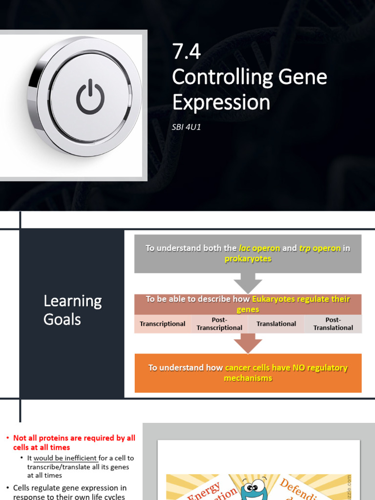 Gene Expression Regulation in Cells | PDF | Operon | Repressor