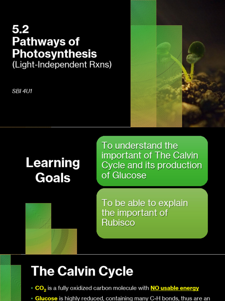 5.2 - Pathways of Photosynthesis (Light-Independent RXNS) | PDF