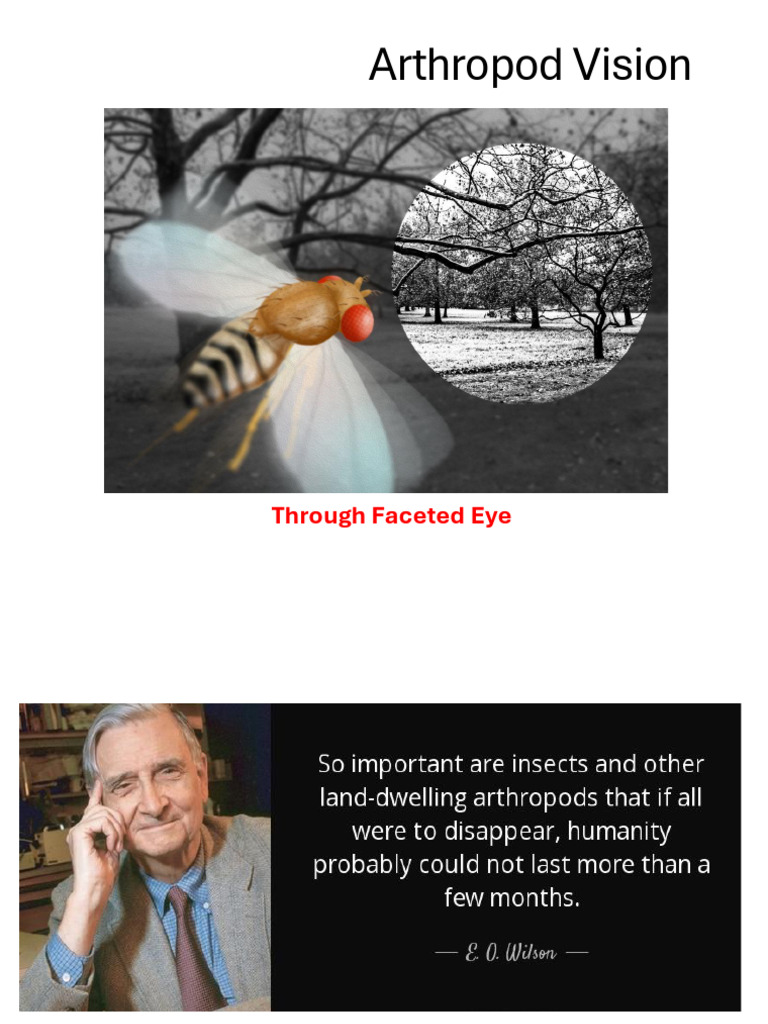 Vision in Arthropods | PDF