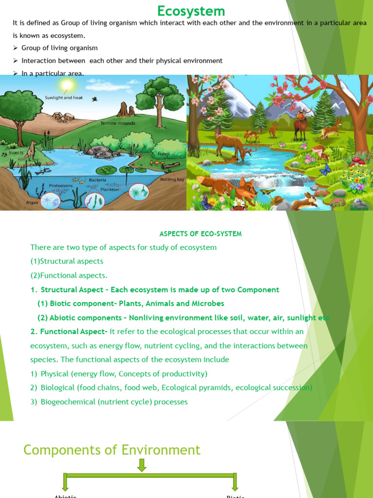 Understanding Ecosystem Structure and Function | PDF | Grassland ...