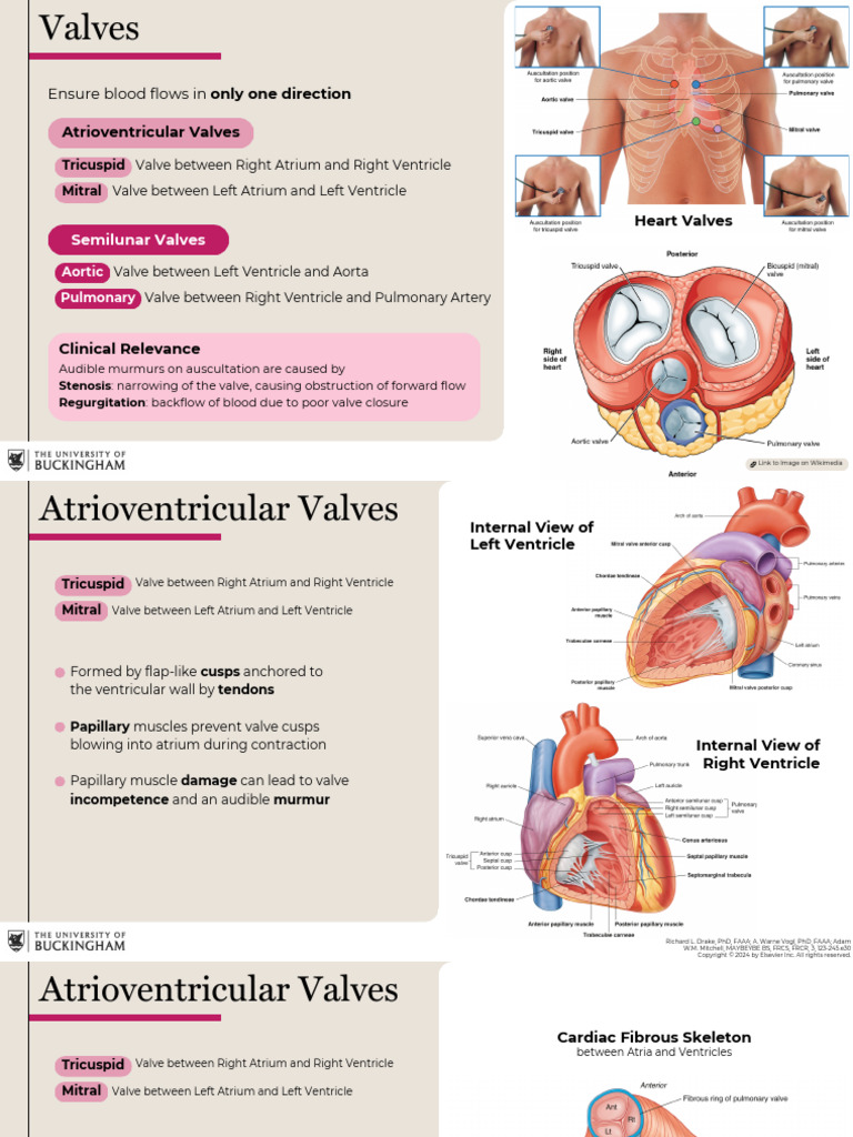 Heart Valves and Coronary Anatomy Overview | PDF | Heart Valve ...