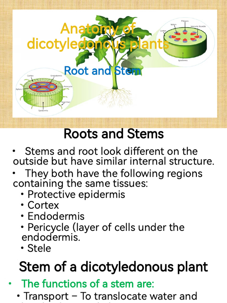 Dicot Plant Anatomy: Roots & Stems | PDF | Plant Stem | Root