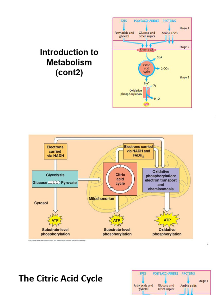 Overview of Metabolism and TCA Cycle | PDF | Electron Transport Chain ...