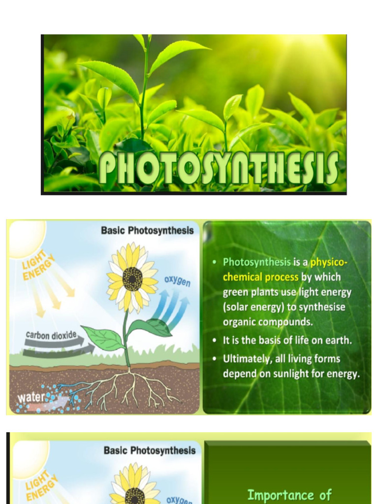 Photosynthesis Part 1 Xi | PDF