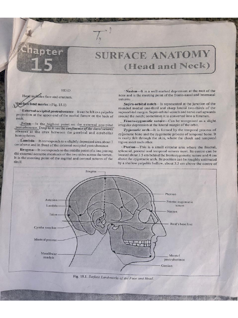 Surface Marking of Head and Neck | PDF