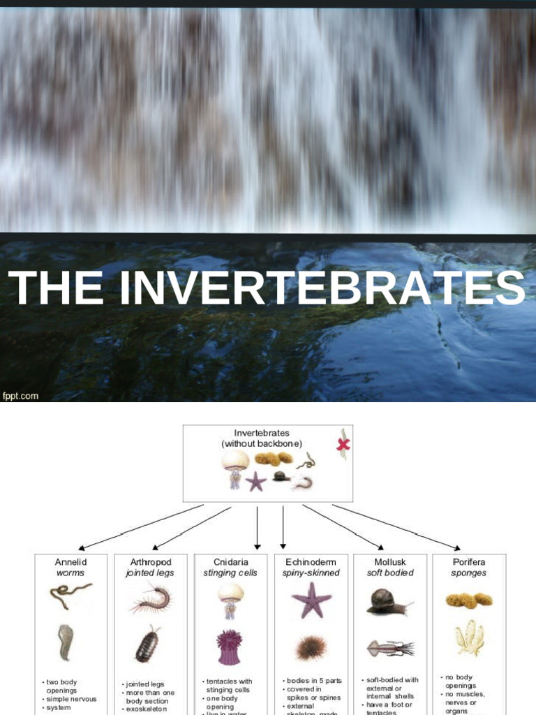 Invertebrate Classification Guide | PDF | Invertebrate | Skeleton