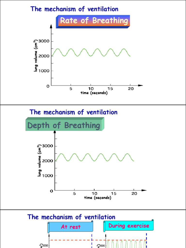 Breathing Rate and Depth Analysis | PDF