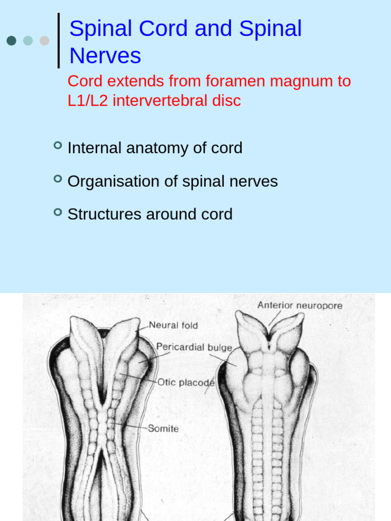 Spinal cord 0910 | PDF | Spinal Cord | Central Nervous System