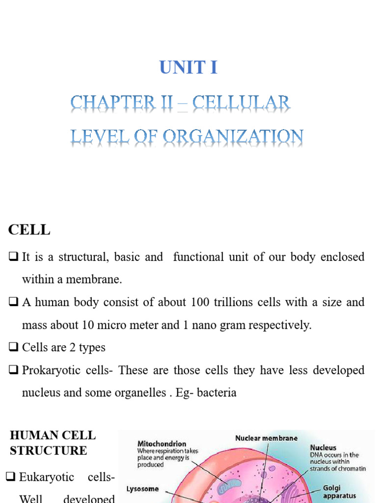 Understanding Cell Structure and Function | PDF | Cell (Biology ...