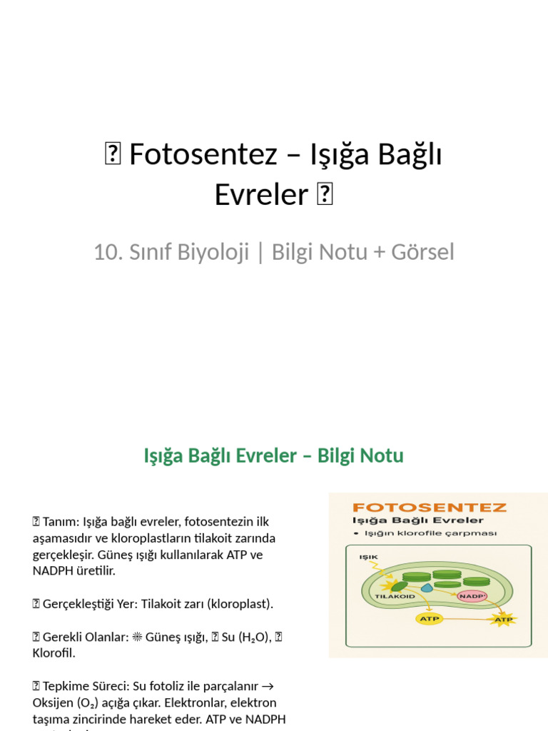 Fotosentez Isiga Bagli Slayt | PDF