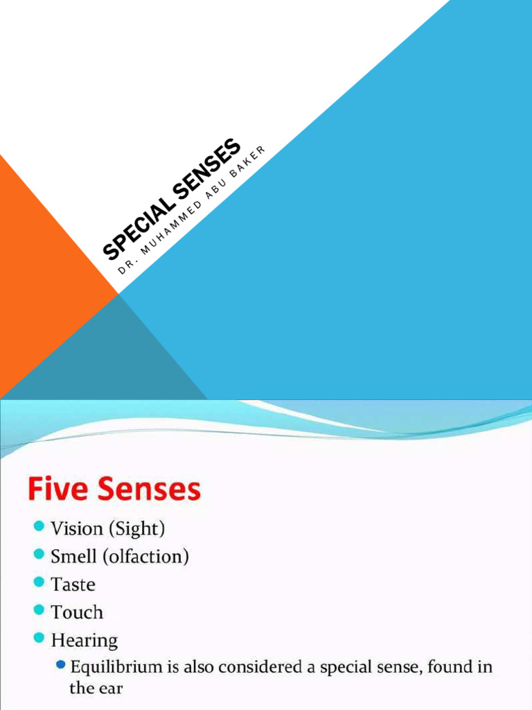 Special Senses | PDF