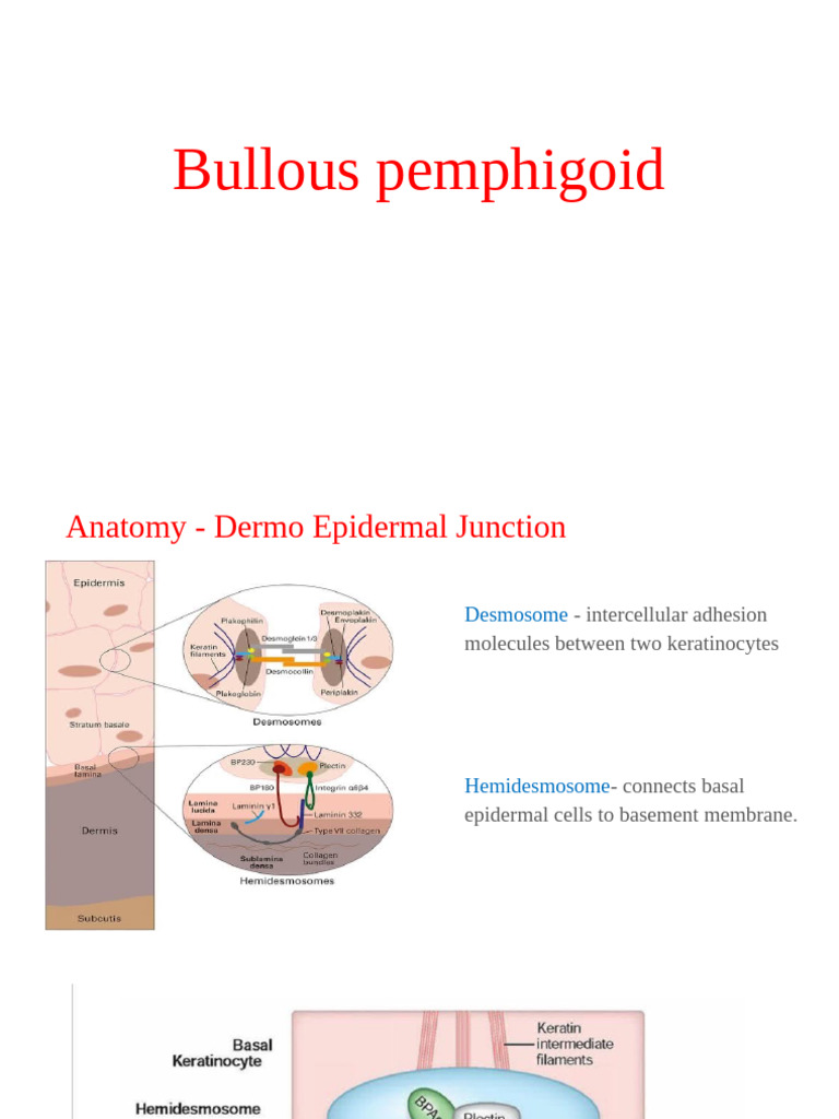 Bullous Pemphigoid Overview and Management | PDF | Epidermis | Medical ...