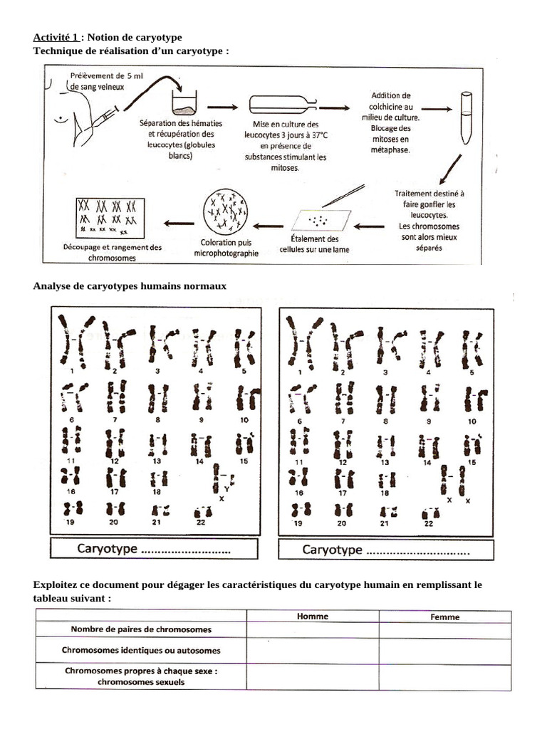 Notions essentielles sur le caryotype humain | PDF | Chromosome | Ploïdie