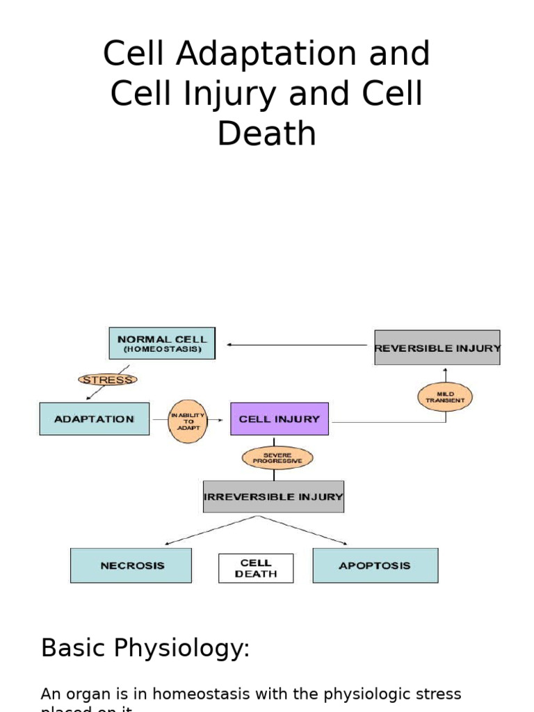 Cell Adapatation and Cell Injury | PDF | Necrosis | Cell Biology