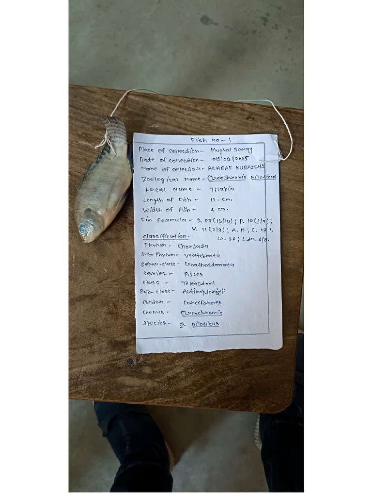 Fish Collection | PDF