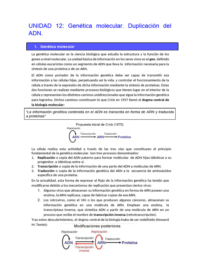 Duplicación del ADN en Genética Molecular | PDF | Replicación De Adn | Adn