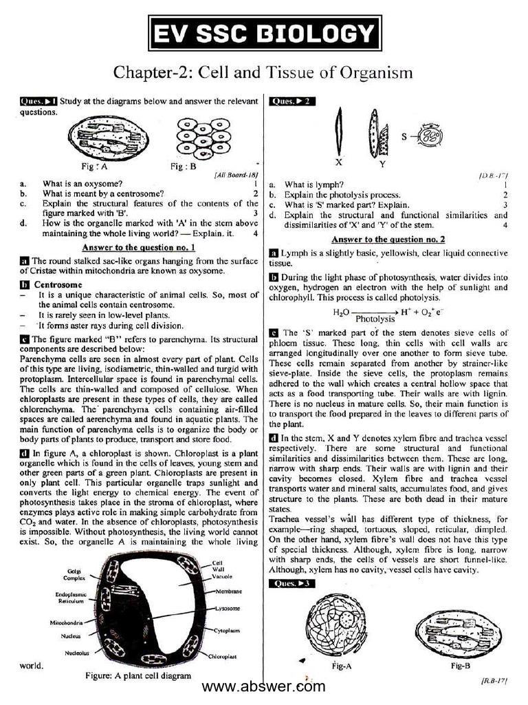 Chapter 2 - Cell and Tissue of Organism | PDF