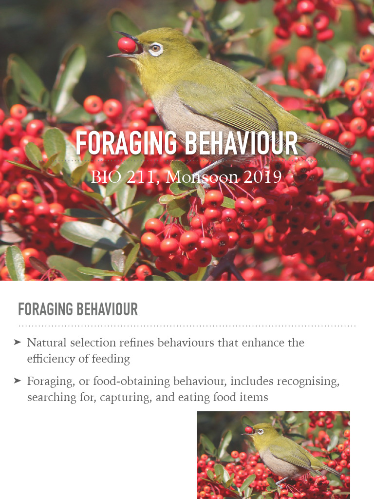 NR2 Foraging Behaviour BIO211 Monsoon2019 | PDF | Foraging | Zoology