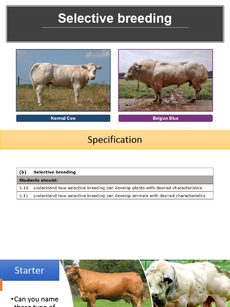 Selective Breeding and Genetic Engineering | PDF | Genetic Engineering ...