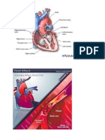 A Heart Attack or Acute Myocardial Infarction