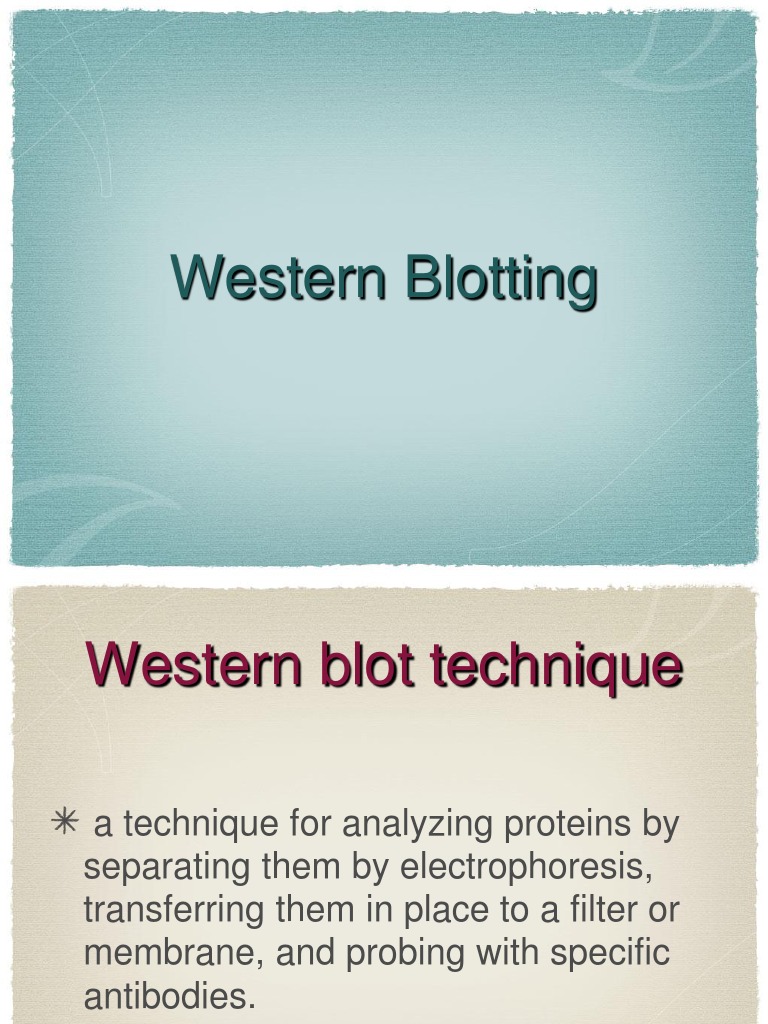 Western blotting picture