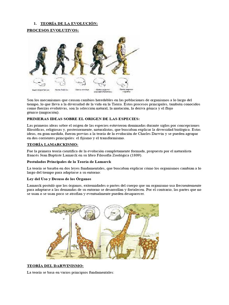 Teoría de La Evolución - Karina o | PDF | Evolución | Seleccion natural