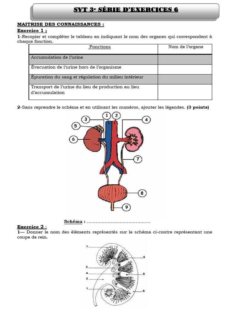 Anatomie et Fonction des Reins en SVT | PDF | Urine | Rein