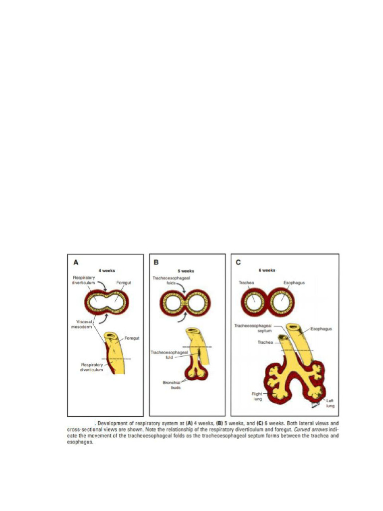 Development of the Respiratory System | PDF | Lung | Respiratory Tract