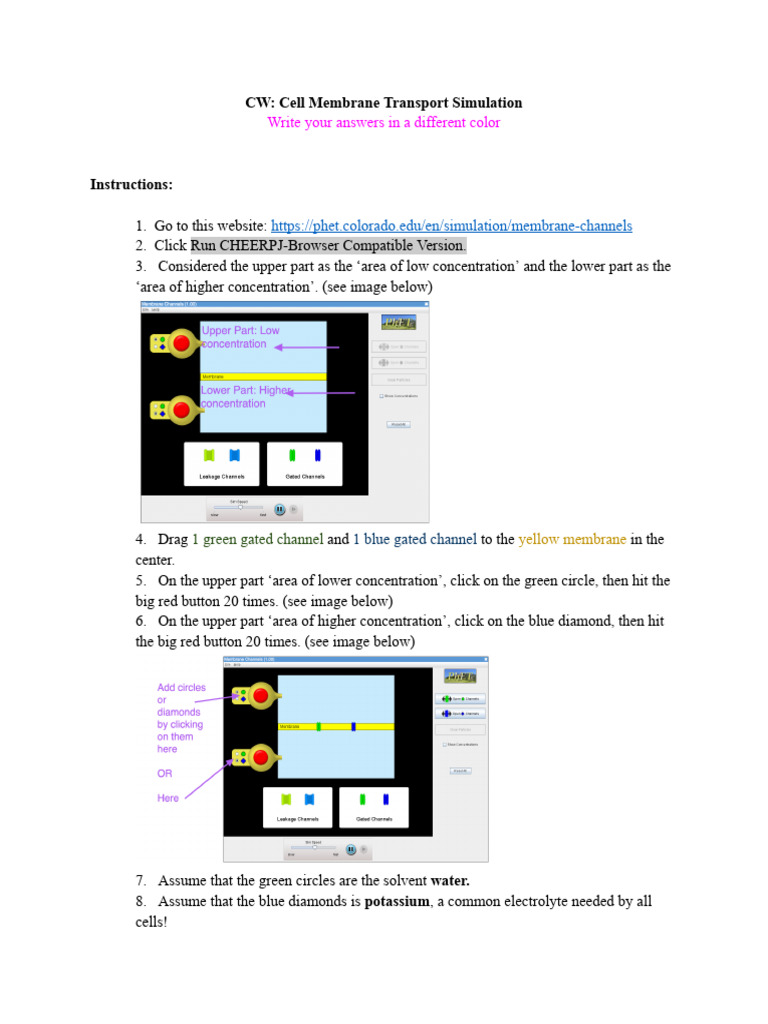 Cell Membrane Transport Simulation Guide | PDF