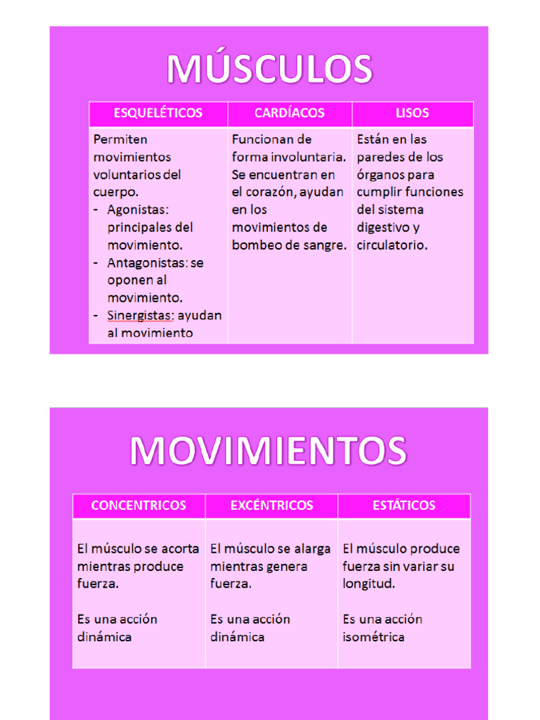 Músculos Del Ser Humano | PDF