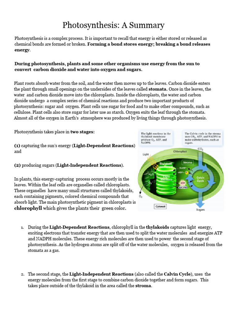 Understanding Photosynthesis Process | PDF | Photosynthesis | Chloroplast