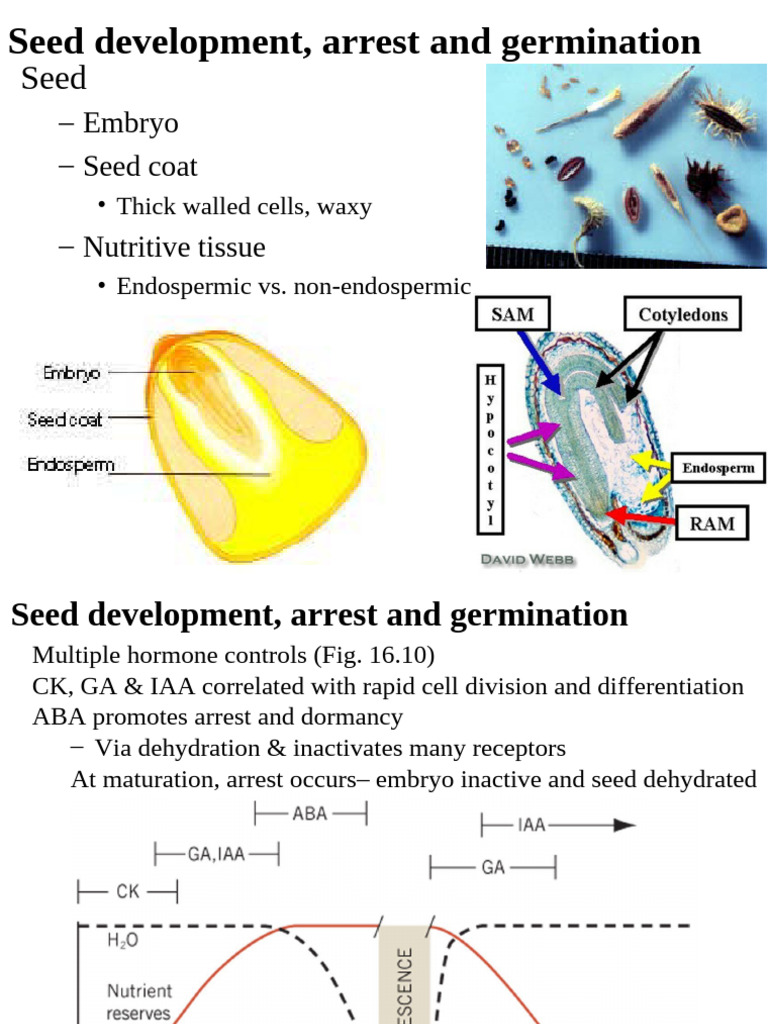 Seed Development and Germination Process | PDF