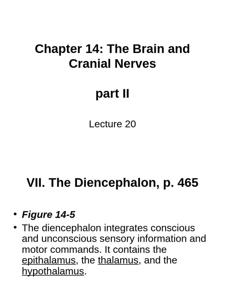 A&P Lecture 20 The Brain Part II | PDF | Thalamus | Cerebrum