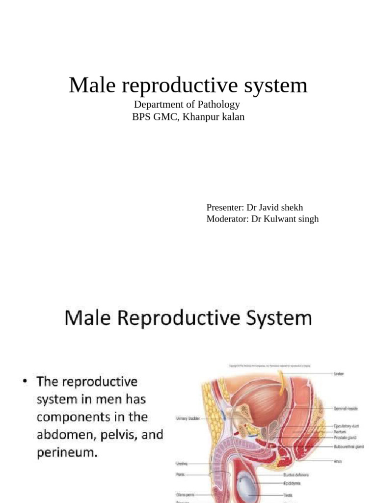 Overview of Male Reproductive System | PDF